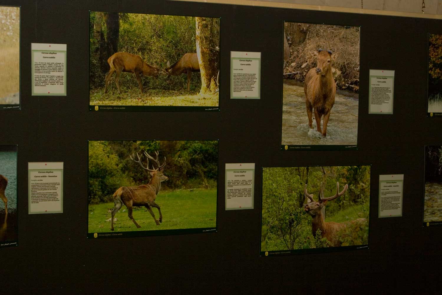 Mostra fotografica: 